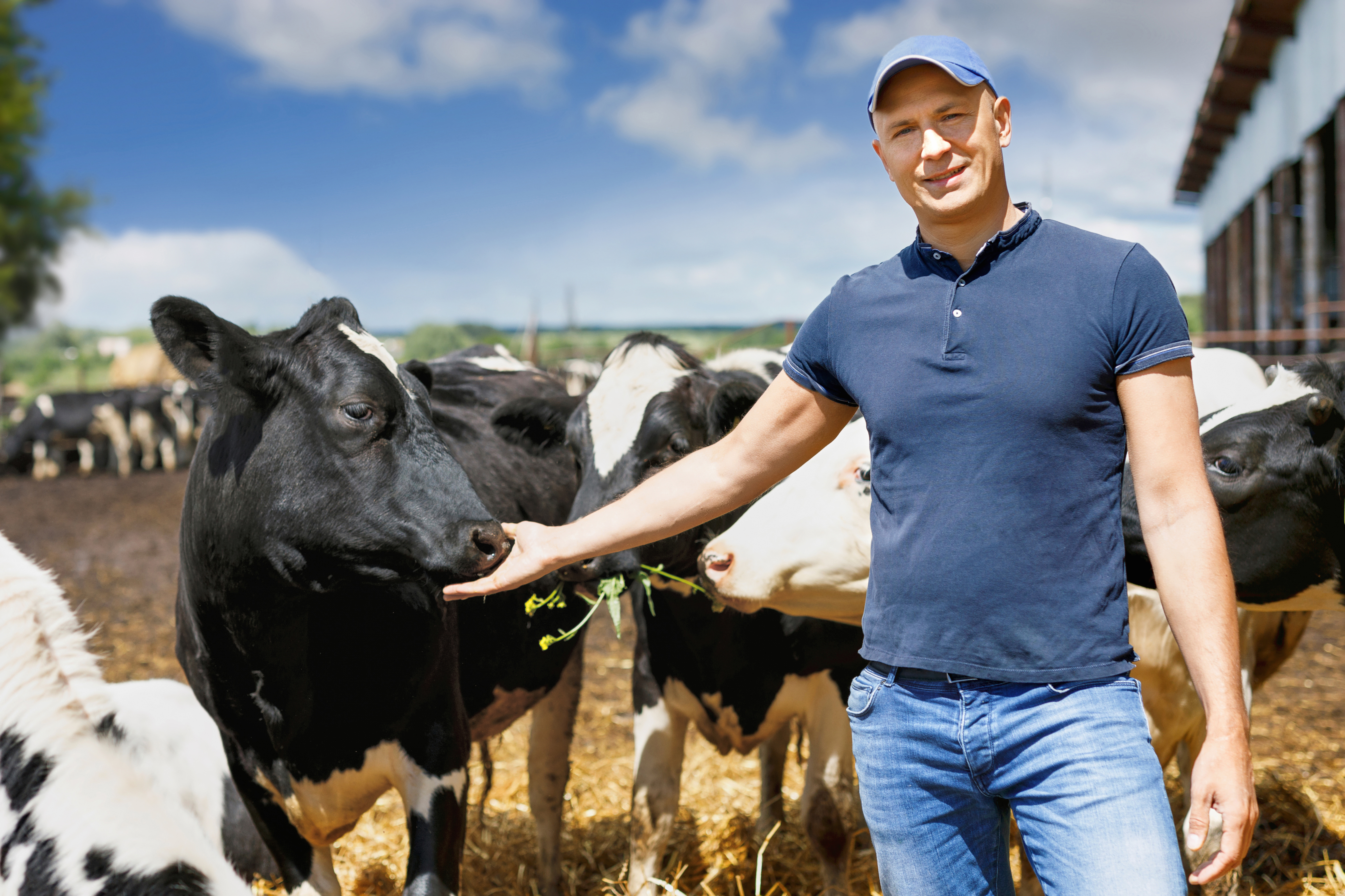 farmer-is-working-farm-with-dairy-cows .jpg